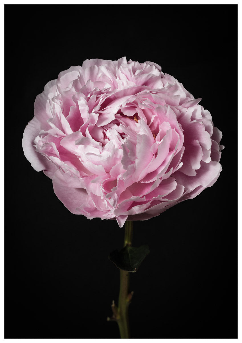 Flower Portraits - Modern Flower Wall Art