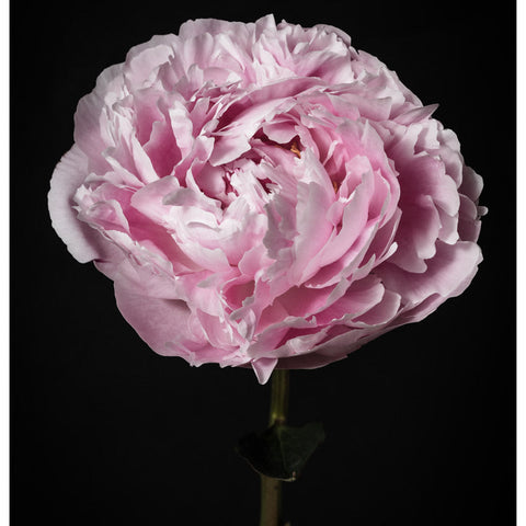 Flower Portraits - Modern Flower Wall Art