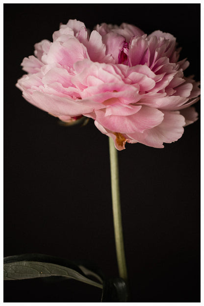 Peony Flower Art Print, Flower head wall art, floral home decor