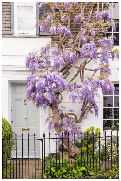 Wisteria Purple Blossom Wall Art, London Wall Decor, London Fine Art Photography, Chic Front Door, Rue Paradis Prints