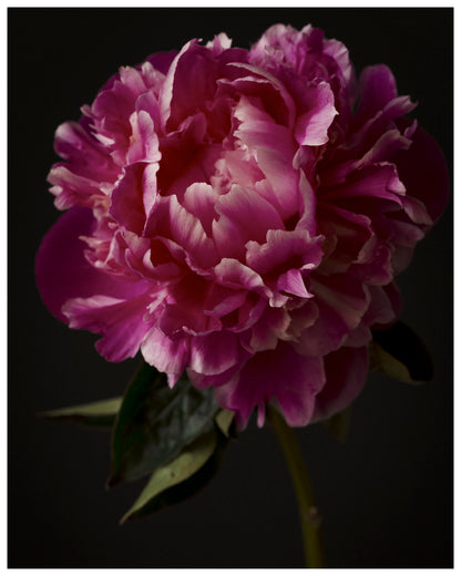 Resilient Bloom: Peony Portrait Art Print