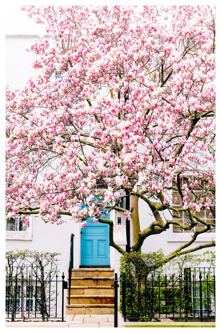 Pink Blossom Tree, Streets of London Photography Unframed Print, Magnolia Tree Blossom, London Wall Art, Floral Wall Decor Pastel Room Decor