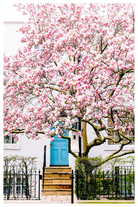 Pink Blossom Tree, Streets of London Photography Unframed Print, Magnolia Tree Blossom, London Wall Art, Floral Wall Decor Pastel Room Decor