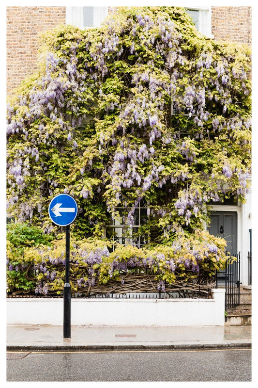 London Wisteria Blossoms Wall Art for home, Spring Photography Wall Art, Street Scene with Wisteria blossom tree