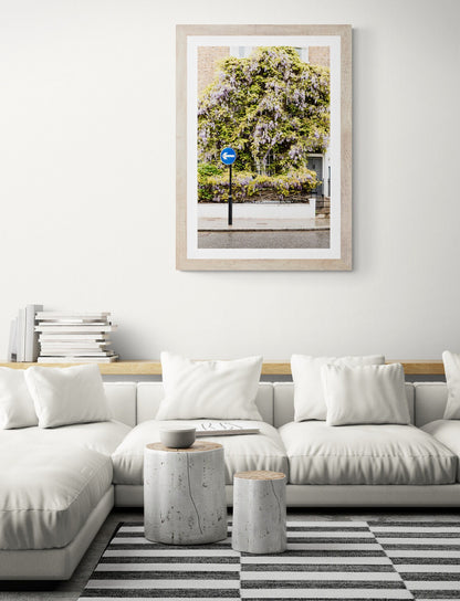 London Wisteria Blossoms Wall Art for home, Spring Photography Wall Art, Street Scene with Wisteria blossom tree