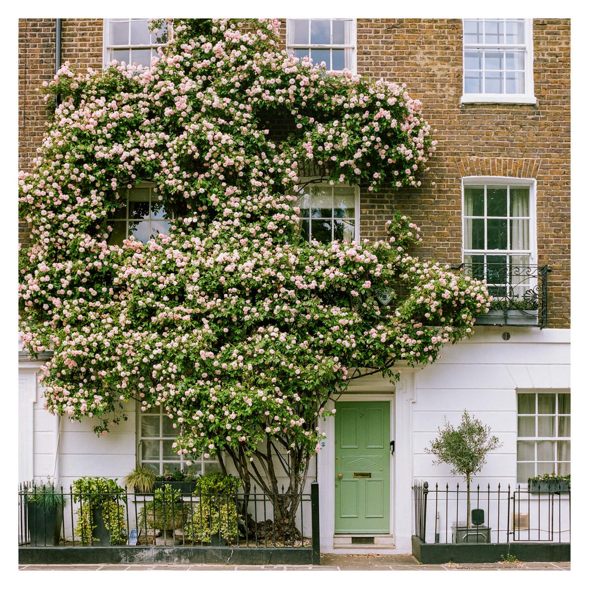 Rose Blooming over a London Townhouse, London Art Print, Floral home decor