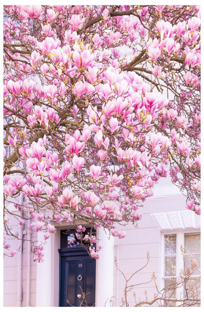 Pink magnolia blossom photography print  london spring floral wall decor