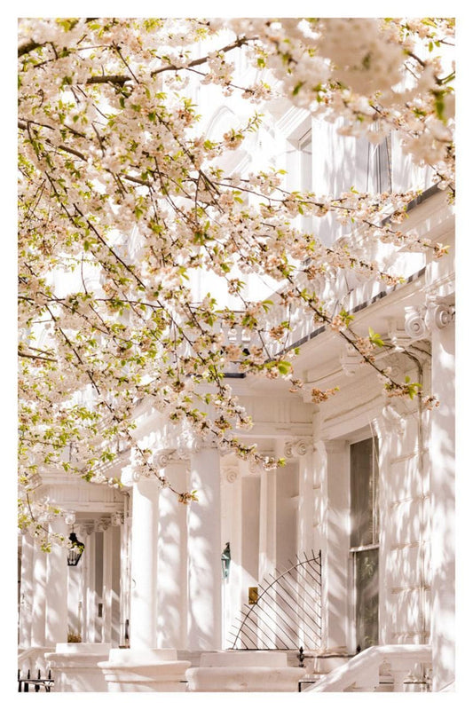 London cherry blossom street scene photography print  white spring flowers uk home decor