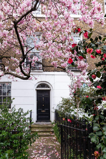 London fine art photography pink magnolia tree blossom spring home decor wall print