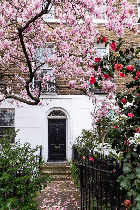 London fine art photography pink magnolia tree blossom spring home decor wall print