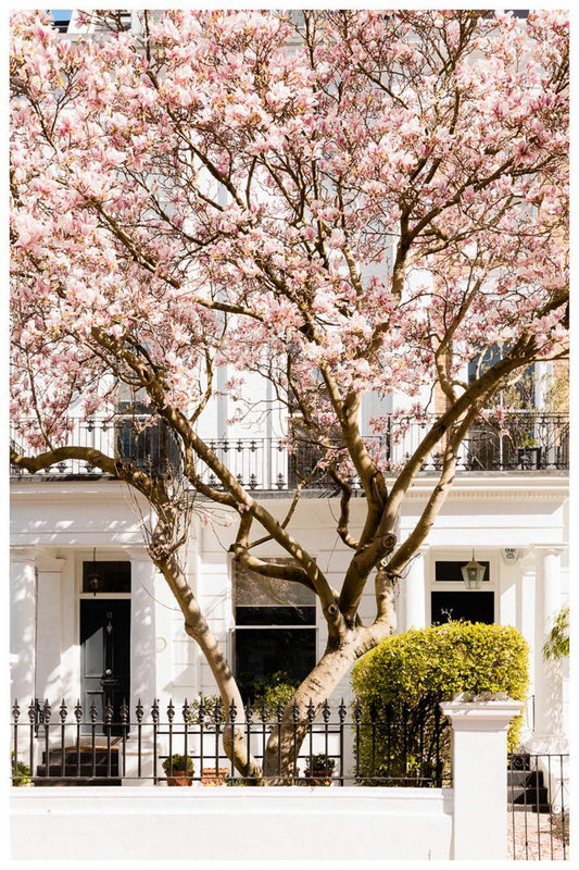 London pink magnolia tree blossom photography print - spring floral wall art home decor