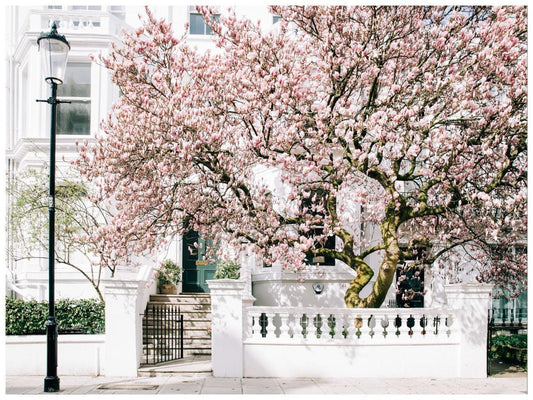 London Art Print, Pink Magnolia Blossom in Notting Hill, Spring Photography Wall Art
