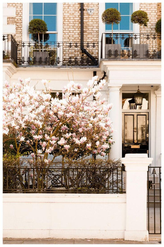 London magnolia blossom tree art print - uk spring photography wall decor