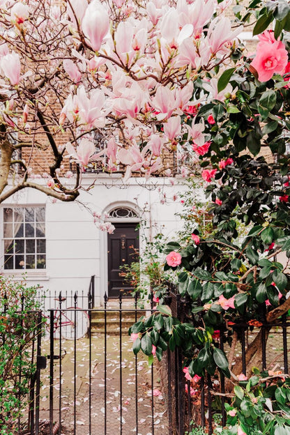 London Art Print, Magnolia Blossom Door Art with Georgian Architecture