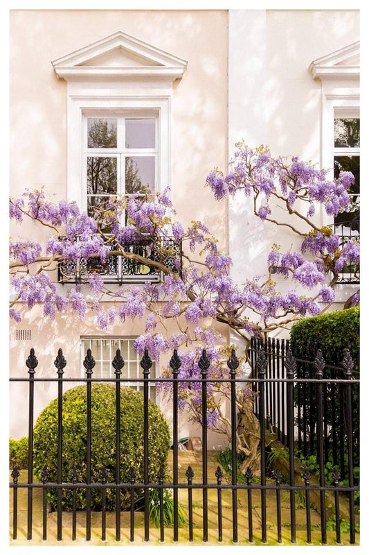 Wisteria Wall Art, London Townhouse Photography