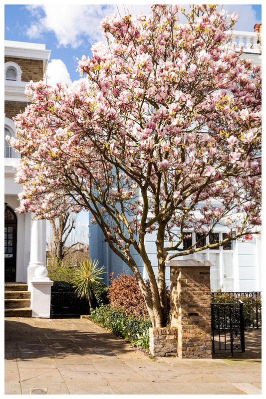 London Blossom Art Print - Pink Magnolia Tree Wall Art Rue Paradis Art Prints