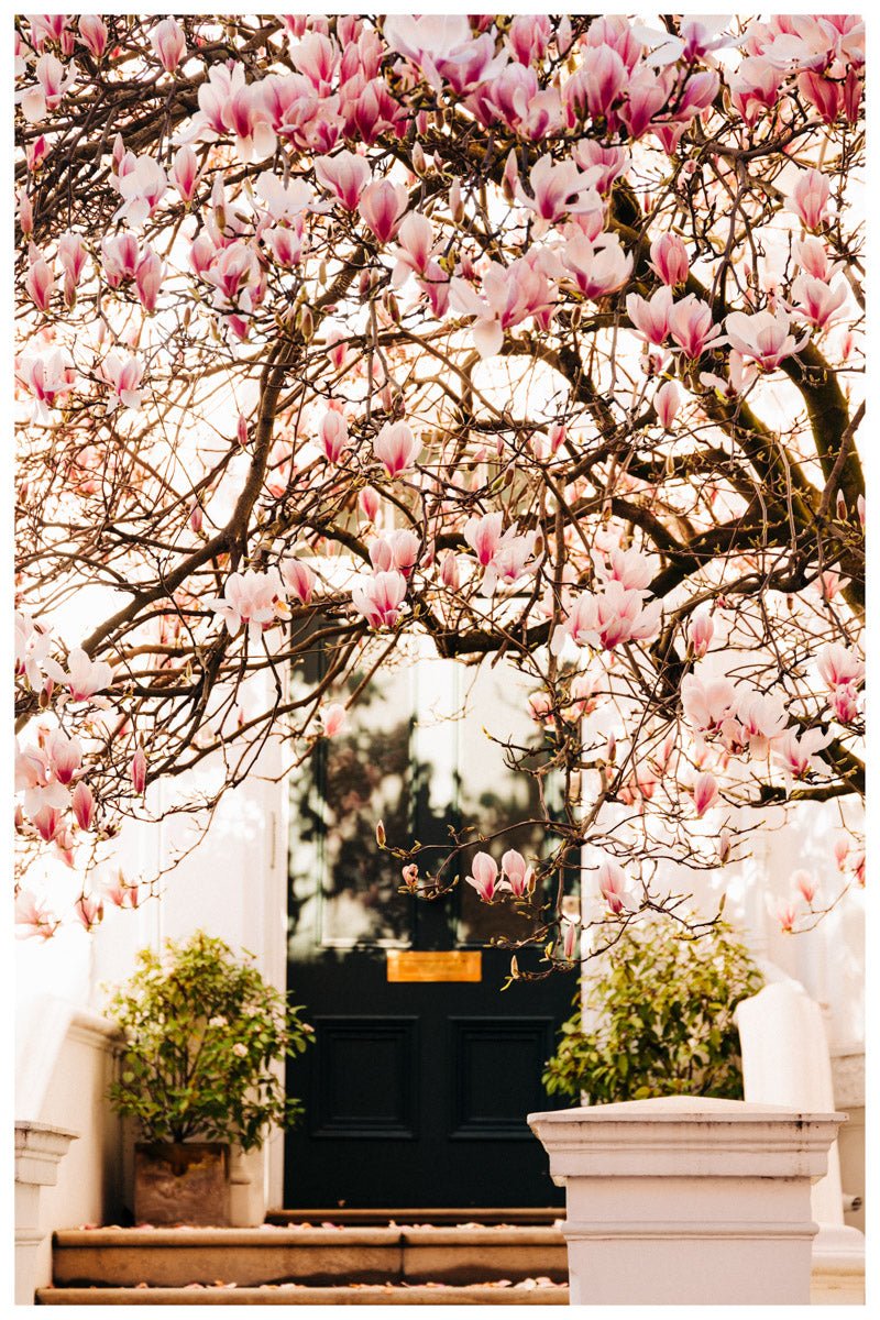 London Spring art print wall art, Pink Blossom Magnolia Tree Rue Paradis Art Prints