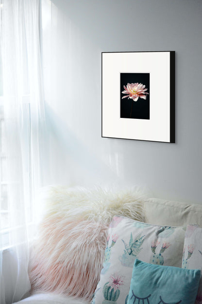 Pink Dahlia Flower, Botanical Art Print, Elegant Home Decor