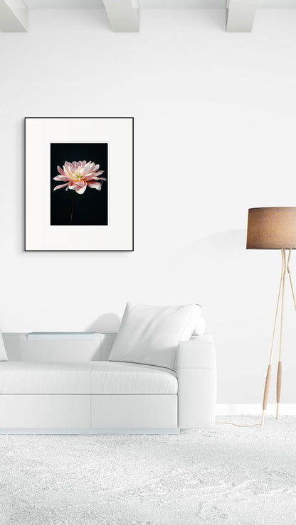 Pink Dahlia Flower, Botanical Art Print, Elegant Home Decor
