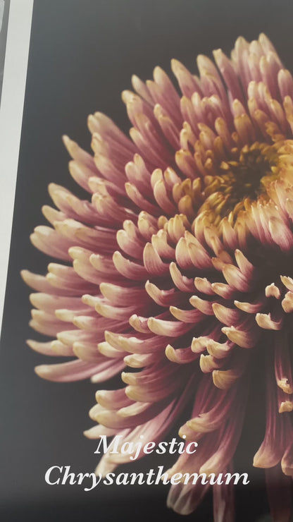Botanical Art Print: Chrysanthemum Flower Head Wall Art